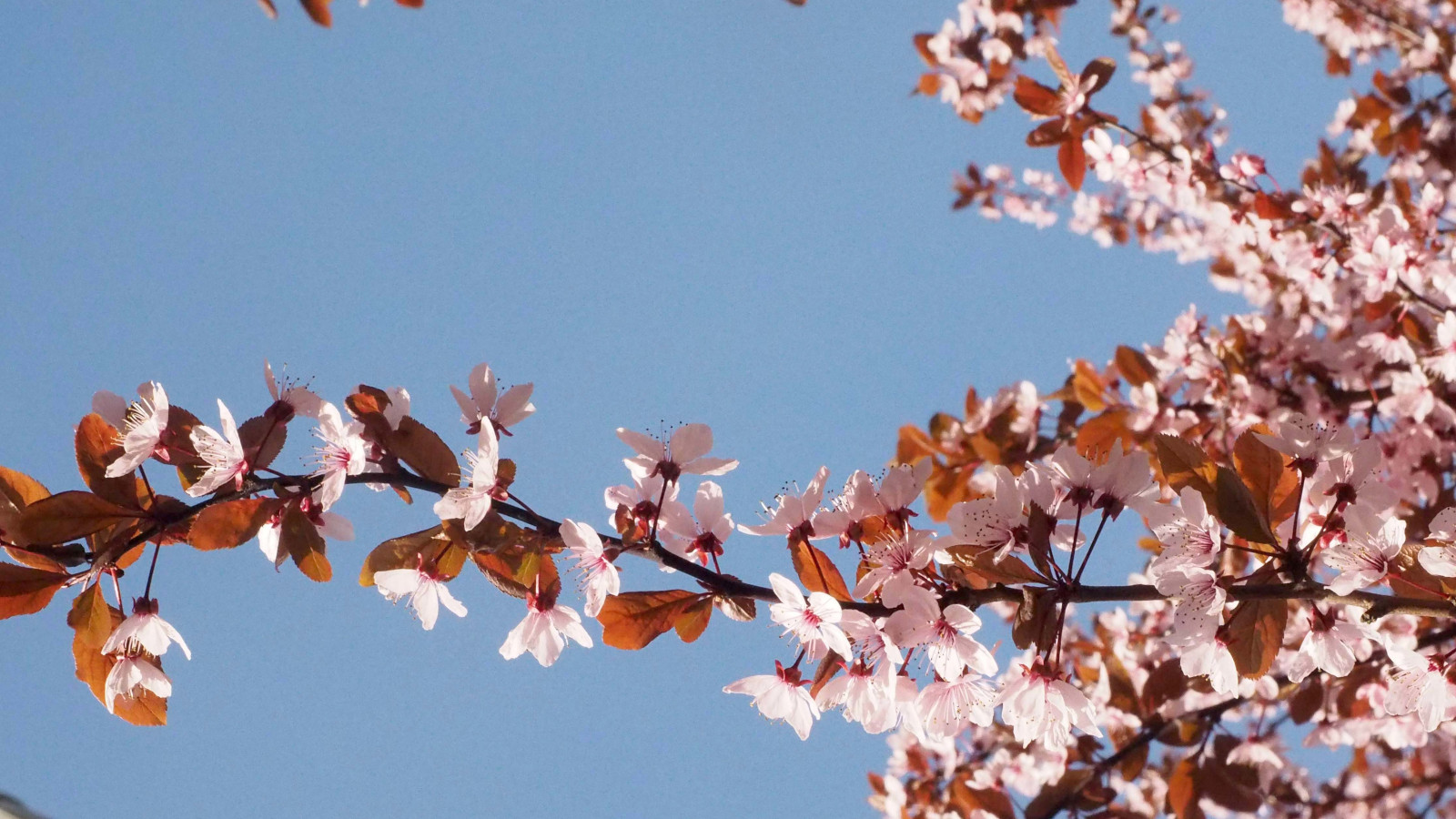 Les cerisiers fleurissent pendant les mois de mars et avril. Que ce soit en ville ou à la campagne. 